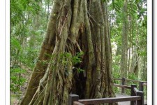 河池26岁中国女子澳洲当伴游(药企回应一针药70万)