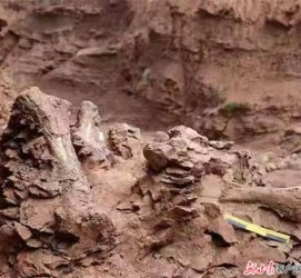 河池包含商务伴游带你走进中国恐龙之乡的词条